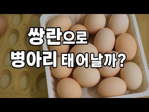 The second round of the Chick Hatching Double Egg Challenge begins. #doubleeggs #incubator #chicks