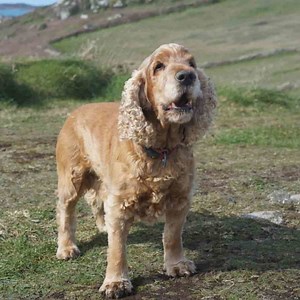 Cocker Spaniel Excessive Barking Complete Guide (With Tips from Owners) | Paws and Learn