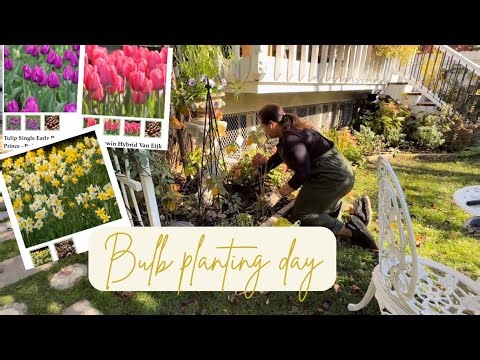 Fall Bulb Planting: Daffodils & Tulips for a Burst of Spring Color #garden #gardening