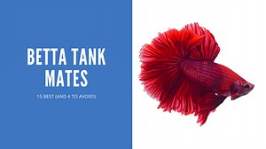 Betta Tank Mates - 15 Best (And 4 To Avoid!)
