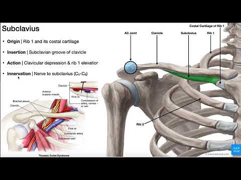 The Subclavius Muscle | Anatomy & Function [O, I, N, A]