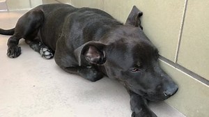 2.1K views · 57 reactions | Oct 11. No longer listed, Status Unknown!...