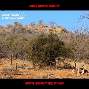 1M views · 7.5K reactions | Family Lions vs Giraffe Fight to the death - Amazing Giraffe Knockout Herd Of Lions One By One #AnimalFights #Amazing_Wild_Animals_Moments | Wild Animal Documentary Channel | Facebook
