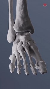 2.5K reactions · 323 shares | In humans and many other primates, the calcaneus from the Latin calcaneus or calcaneum, meaning heel calcanei or calcanea or heel bone is a bone of the tarsus of the foot which constitutes the heel. In some other animals, it is the point of the hock. Animation: @anatomy.of.motion . #drmuhammedziya #calcanusbone #calcanus #calcani #anatomy #discover discoverme #fracture | Dr. Muhammed Ziya | Facebook