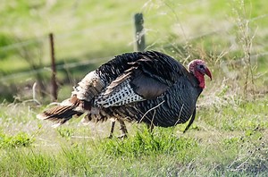 How to Make Your Very Own Turkey Call At Home? (Slate & Diaphragm)