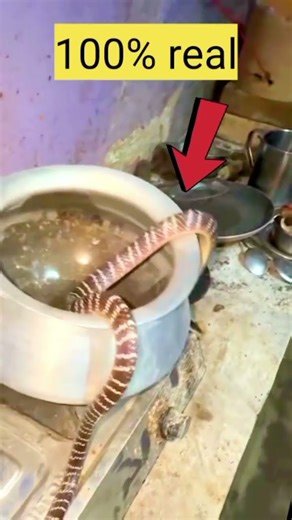 real video#snackattack #orginal #shordvideo