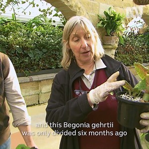 28K views · 1K reactions | Begonias are cherished for their variety of foliage and flower shapes, sizes, colours and textures. They're an incredibly hardy and resilient group of plants — who wouldn't love them! Here's how you can successfully divide them so you can get even more of this wonderful plant | Gardening Australia | Facebook