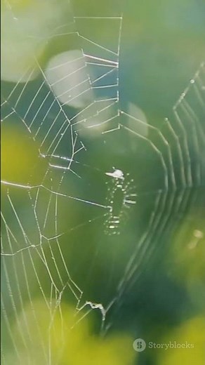 How Spider Webs Work Science Explainer