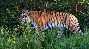 The Siberian tiger, Panthera tigris altaica is the biggest cat in the world