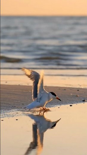 Seagull by the Silent Shore #CoastalLife
