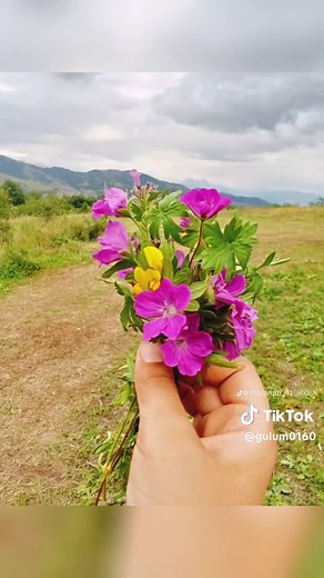 Stunning Flower Landscapes: A Visual Journey