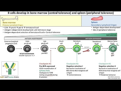 Lecture 5a: B Cell Development