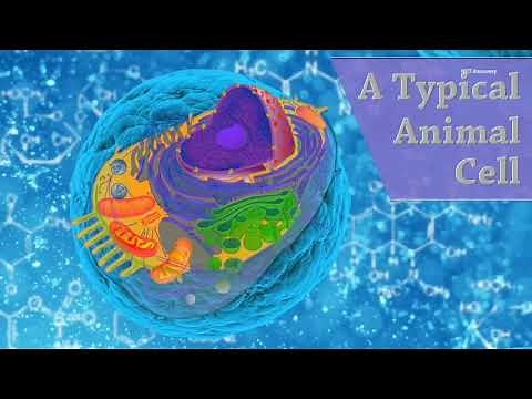 The cell 3D animation | Structure of typical animal cell | cellular organelles.