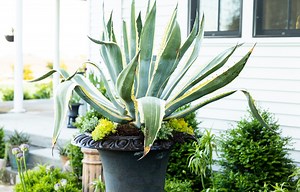 201K views · 10K reactions | I look forward to planting my large...