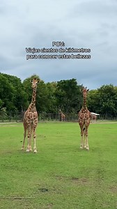 En Ponderosa podrás vivir la experiencia de estar en un safari africano sin salir de Costa Rica 🦒🦓🐪 | Ponderosa Adventure Park