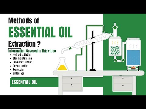 How essential oils are extracted from plants