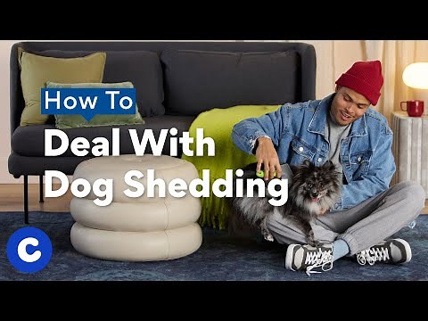 How To Deal With Dog Shedding | Chewtorials