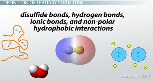 Tertiary Structure of Protein | Overview, Diagram & Function