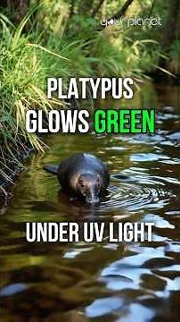 Platypus Glows Green Under UV Light | Natural's Fact for Studying | Your Planet #Wildlife