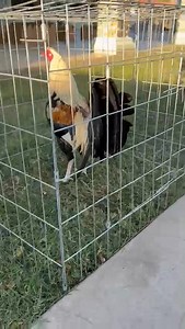 3.7K views · 131 reactions | 6692685326 Luis #granjitaaurora | Granjita Aurora | Facebook