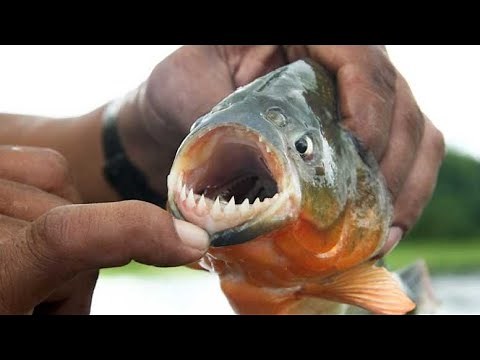 Do Piranhas Really Attack Humans in the Wild? The Truth Revealed!