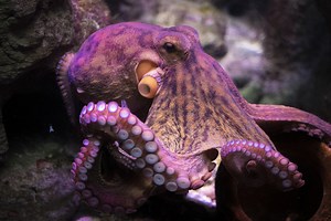First-Ever Video Of This Color-Changing Octopus Is Blowing People's Minds - BGR