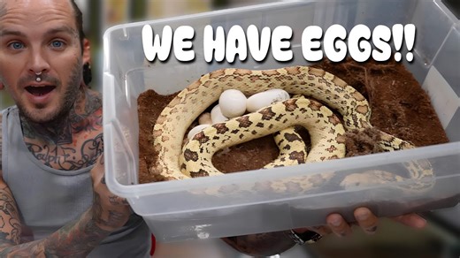 Watch My Snakes Lay Eggs in Real Time!