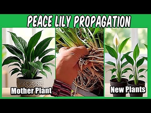Easiest Way to Propagate Peace Lily Plants | Water & Soil Propagation