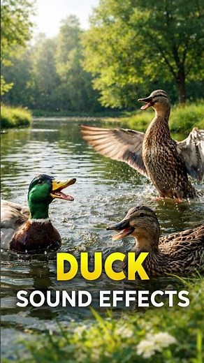 Duck Sound Effect 🦆 | Realistic Quack for Videos, Games & Animations