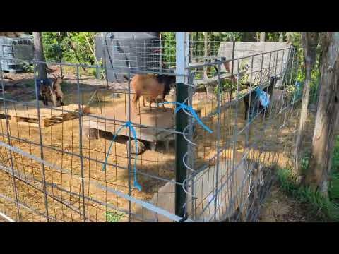Goat fencing that works, little known secret
