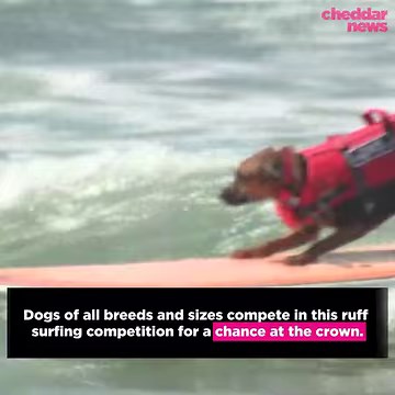 Paw's up! These pups are making some serious waves at the World Dog Surfing Competition in Pacifica, California. #dogs #surfing | cheddar news
