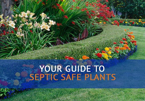 Septic Safe Plants and Landscaping | Advanced Septic Services