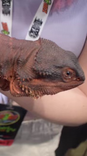 52K views · 921 reactions | #catching #confronting #predator #sting #operation #investigation #scam #scambait #scambaiter #scambaiting #trilogymedia #trilogymediainc | Trilogy Media | Facebook