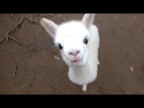 ❤ Cute and Adorable Baby Alpacas ❤