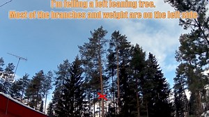Safely Cutting Down a Tree Next to a Building