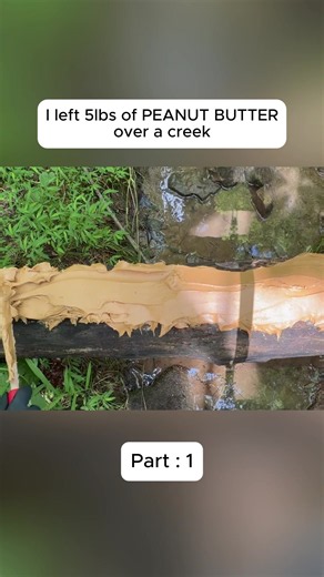 Nature Experiment: Wildlife Reacting to Peanut Butter