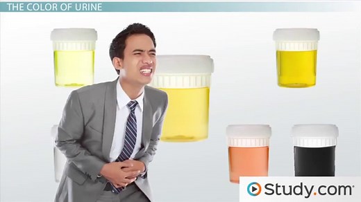 Specific Gravity of Urine Definition & Normal Range