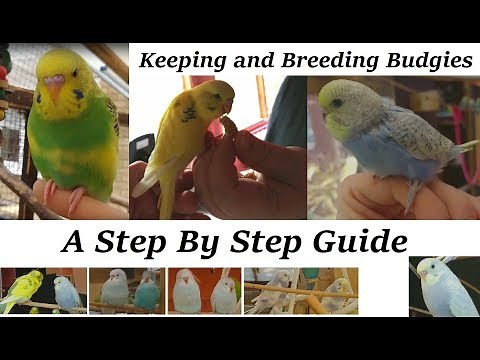 Breeding and Keeping Budgies - A step by step guide. (How to)