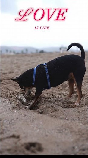 The dog is searching for something;Search and Rescue Dog Training; Dog Training!