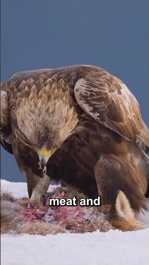 Birds and Their Beaks | Types of Beaks & Their Uses | #Shorts | Power Learn Kids