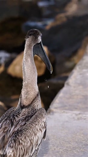 Why Pelicans Swallow Fish Without Chewing