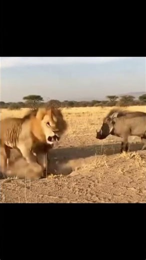 A Loud Snort Blasts the Lion Out of the Burrow