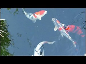 How to Clean Your Koi Pond Bottom Without Disturbing Fish