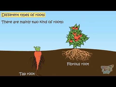 Roots | Functions of Root | Different Types of Roots | Functions of Roots in Plants | Science