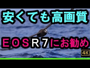 EOS R7 最初に買いたい！RF高性能レンズ「RF100-400mm F5.6-8 IS USM」