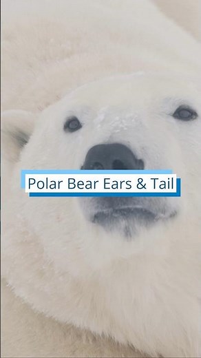 A polar bear’s body is superbly adapted to the Arctic, right down to its ears and tail. #wildlife