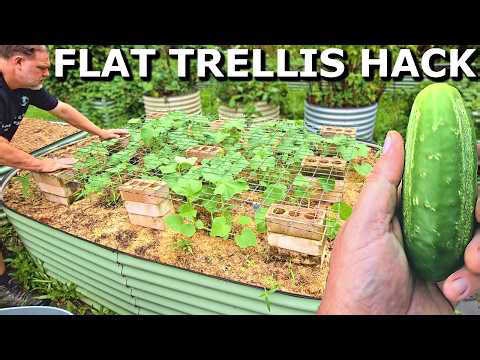 This GENIOUS Trellis Trick Grows MORE Cucumbers with LESS Effort