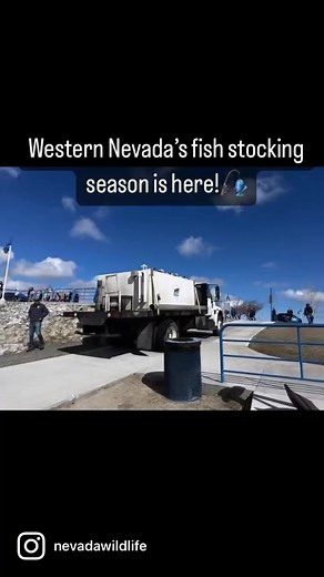 NDOW stocked the Sparks Marina today with 3,000 brown trout kicking off western Nevada’s fish stocking season! Find stocking updates for waters across the state at ndow.org and buy your fishing license or hunt/fish combination license at ndowlicensing.com | Nevada Department of Wildlife