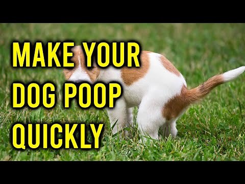 How To Make Your Dog Poop Quickly/Amazing Dogs