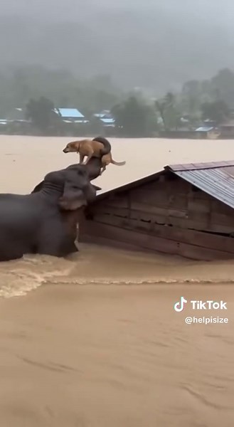 Elephant Rescues Dog from Devastating Flood